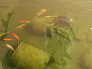 Father's Pond